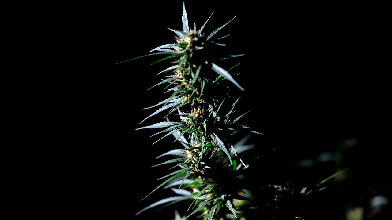 Los paraísos “medicinales” de la diputada Gazmuri: la marihuana es Dios. Por Lucy Oporto Valencia