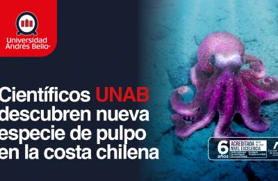 Científicos UNAB descubren nueva especie de pulpo en el Pacífico suroriental